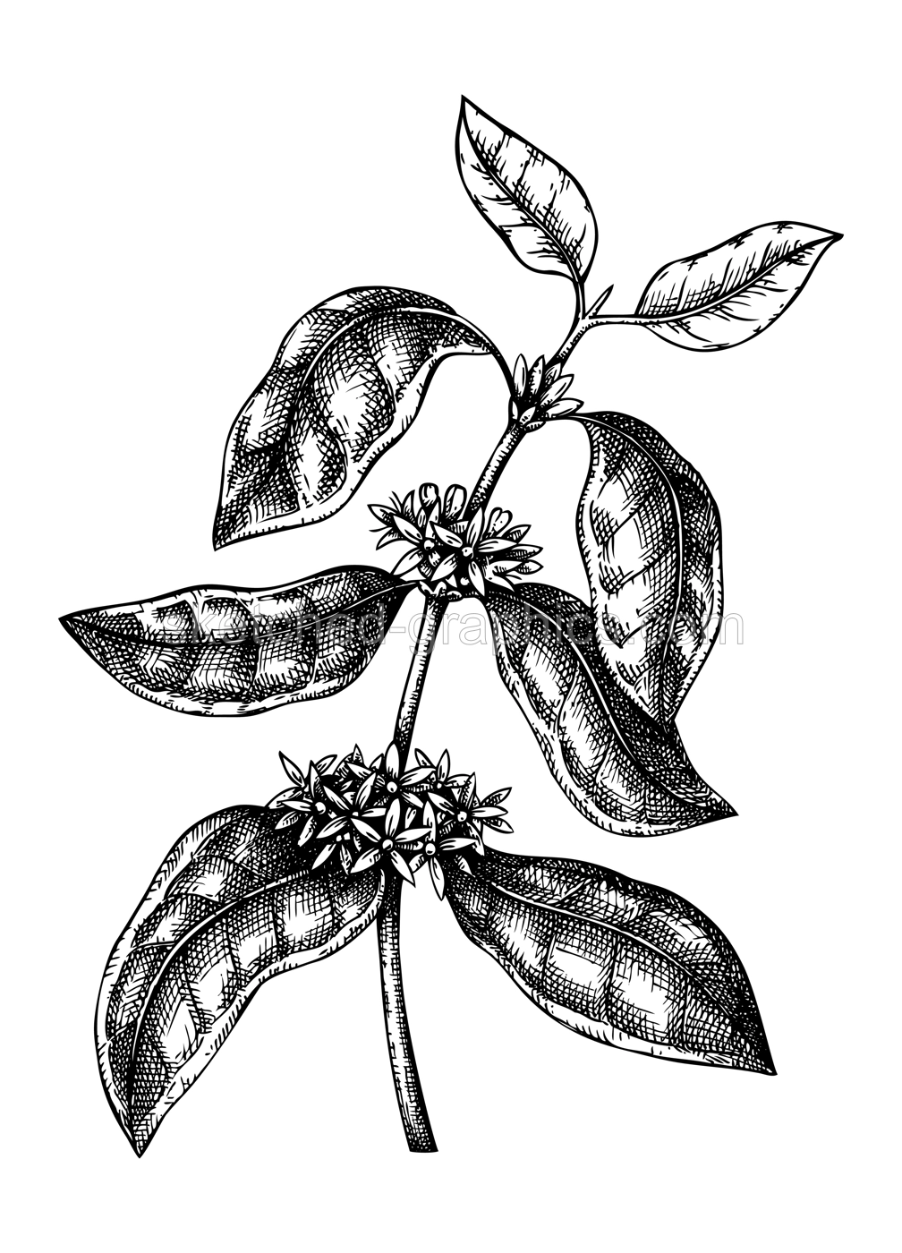 Hand sketched Coffee illustration with leaves and flowers. Botanical drawing of flowering plant on white background. Hand drawn coffee tree branch in engraved style. Illustration